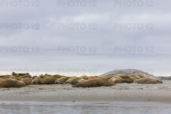Group of walruses (Rosmarus arcticus) lying on the beach, Mammals (Mammalia), Gravnesodden,