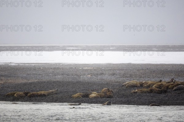 Group of walrus (Rosmarus arcticus) in the snow on the beach, Mammals (Mammalia), Moffen Island,