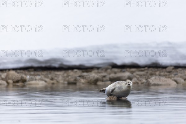 Harbour seal (Phoca vitulina) lying on a stone in the water, Mammals (Mammalia), Smeerenburgbreen,