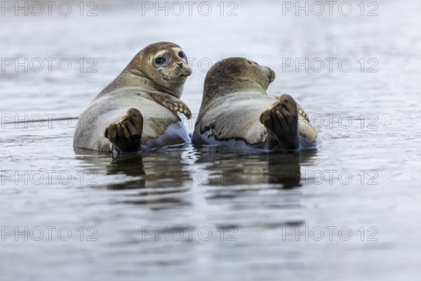 Two harbour seals (Phoca vitulina) lying on stones in the water, Mammals (Mammalia),