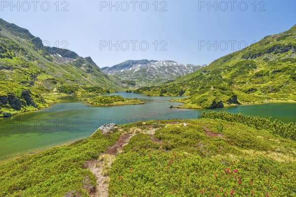 Almrauschblüte am Giglachsee, Giglachsee, Almrausch, mountains, Niedere Tauern, blue sky,