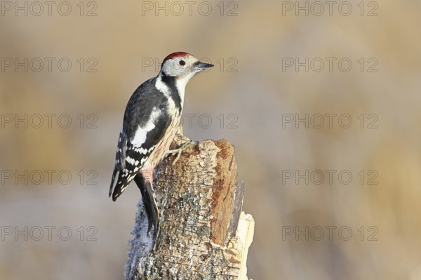 Middle spotted woodpecker (Dendrocopos medius) foraging on the trunk of a grey birch (Betula