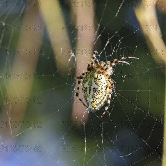 Aculepeira ceropegia, (Araneus ceropegia), macro photograph, spider, arachnid, Wilnsdorf, North