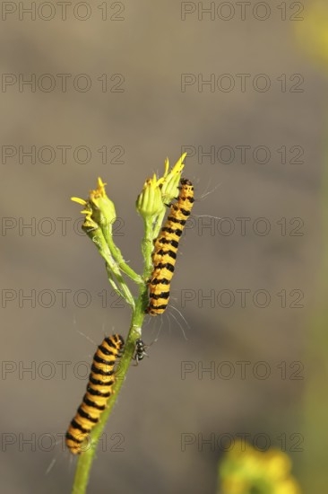 St. Jacob's weed bear or blood bear (Tyria jacobaeae), butterfly caterpillar, moth, family