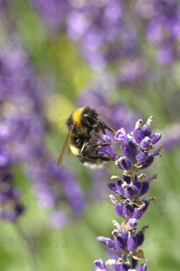 Ground bumblebee (Bombus terrestris), on a lavender flower (Lavandula angustifolia), macro