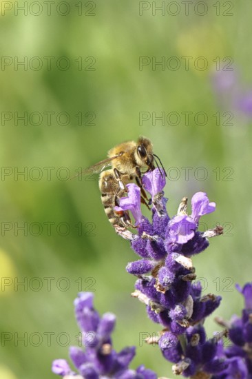 Honey bee (Apis mellifera) on a lavender flower (Lavandula angustifolia), macro photograph,