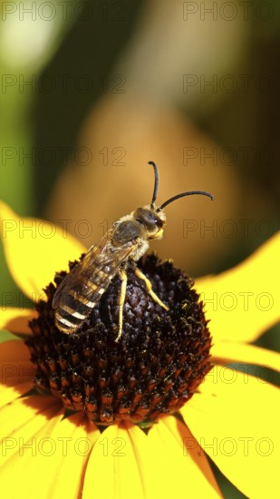 Yellow-banded furrow bee (Halictus scabiosae), on yellow coneflower (Echinacea paradoxa), macro