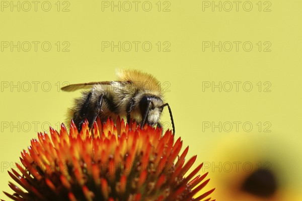 Field bumblebee (Bombus pascuorum), collecting nectar on a purple coneflower (Echinacea purpurea),