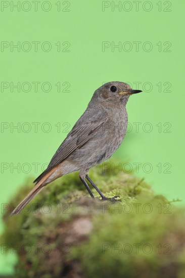Black redstart (Phoenicurus ochruros), on a moss-covered tree stump in a garden, Wilnsdorf, North
