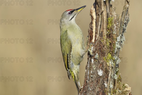 Grey-headed woodpecker (Picus canus), male sitting on a tree stump overgrown with moss and lichen,