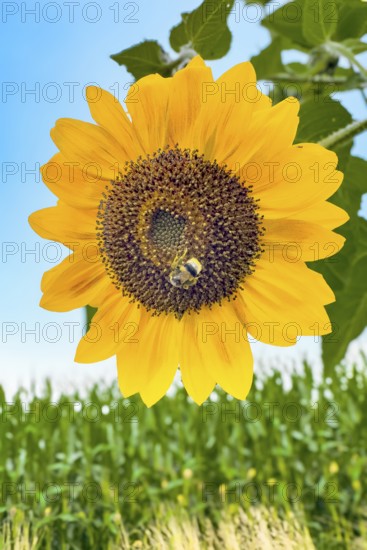 Bumblebee (Bombus) sits in flower of sunflower (Helianthus annuus) collects pollen and nectar has