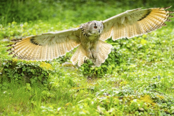 Western Siberian eagle-owl (Bubo bubo sibiricus) flying over a clearing in the forest, Bavaria,