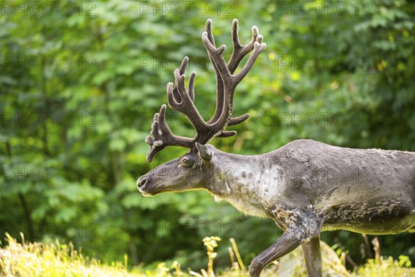 Caribou (Rangifer tarandus) walking on a meadow, captive, Zoo Augsburg, Bavaria, Germany