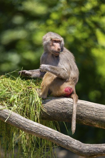 Hamadryas baboon (Papio hamadryas) sitting, captive, Zoo Augsburg, Germany