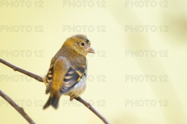Red siskin (Spinus cucullatus) sitting on a branch, captive, Zoo Augsburg, Germany