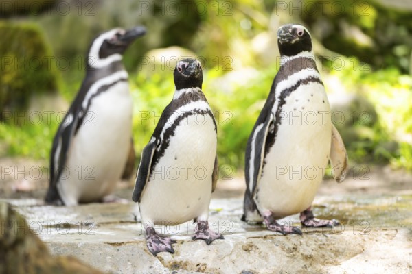 African penguin (Spheniscus demersus) standing on a rock, captive, Zoo Augsburg, Germany