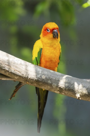 Fischer's lovebirds (Agapornis fischeri) sitting on a branch, captive, captive, Zoo Augsburg,