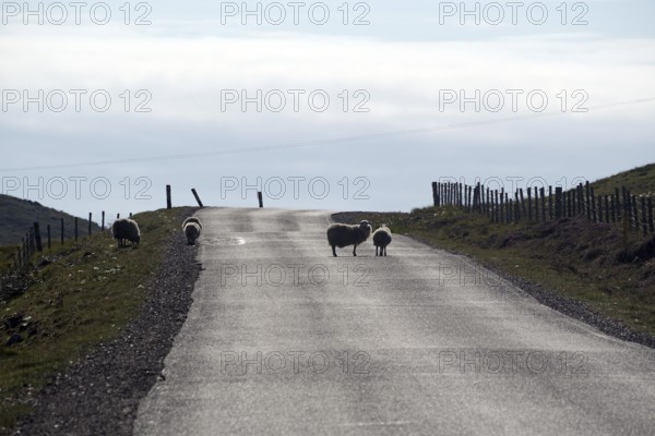 Sheep crossing an empty rural road surrounded by fences under a cloudy sky, Eshaness, Mainland,