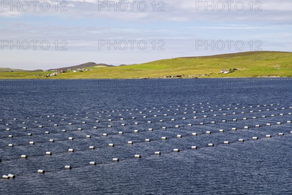 Regular arrangement of buoys on calm sea, surrounded by green coastal landscape, mussel farms,