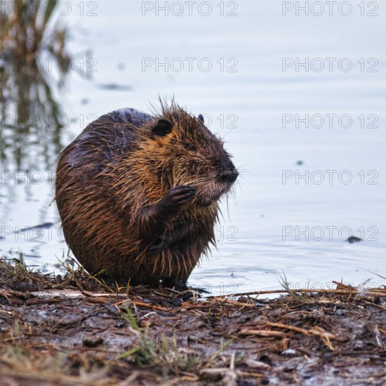 Nutria (Myocastor coypus) at the pond, bank, animal behaviour, Pont de Gau bird park,