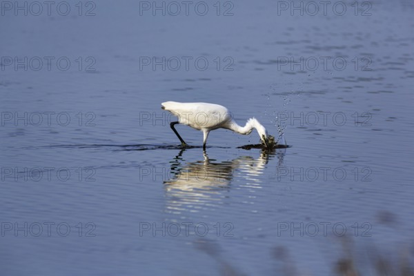 Little Egret (Egretta garzetta) in a pond, feeding, Pont de Gau Bird Park,