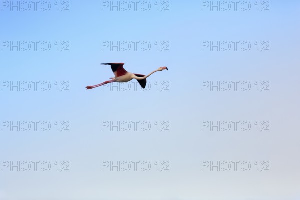 Pink flamingo (Phoenicopterus roseus) flying in the evening sky, free-ranging,