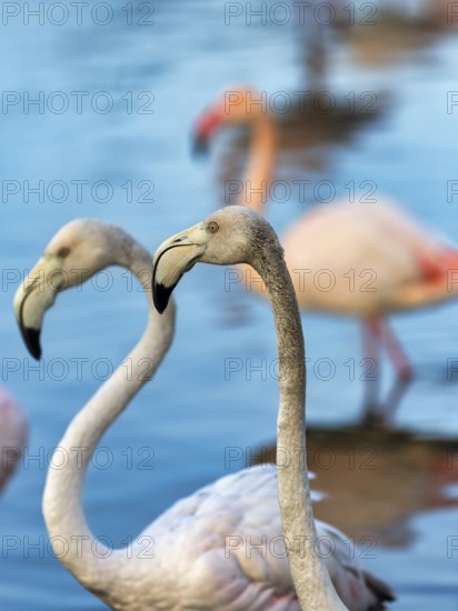 Pink flamingos (Phoenicopterus roseus), two young birds standing in the pond, close-up, Pont de Gau