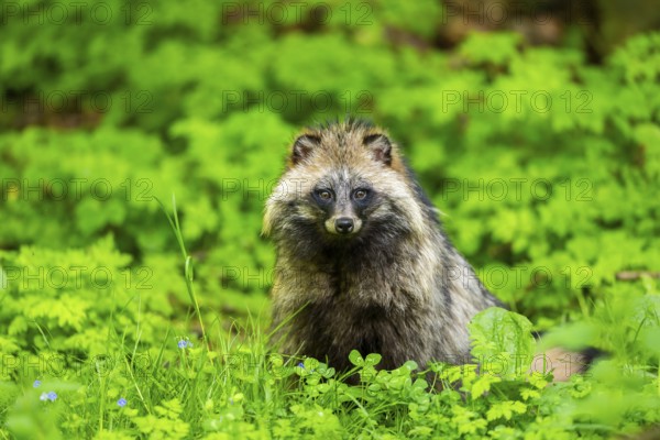 Common raccoon dog (Nyctereutes procyonoides) sitting in the grass, Bavaria, Germany