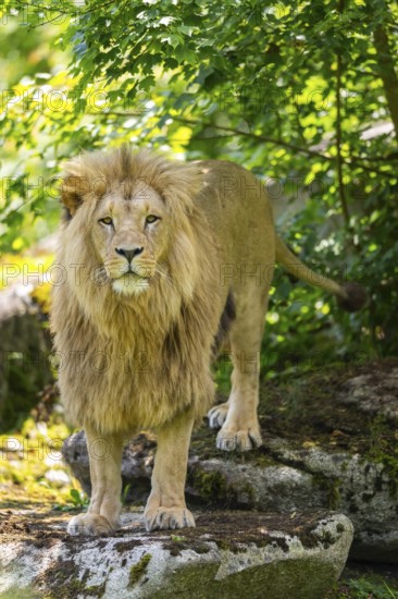 Southern African lion (Panthera leo melanochaita) male, standing on a rock, captive, Zoo Augsburg,