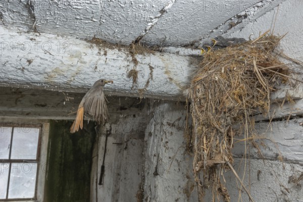 Black redshank (Phoenicurus ochruros) in flight to feed its chicks in the nest in an old barn. Bas