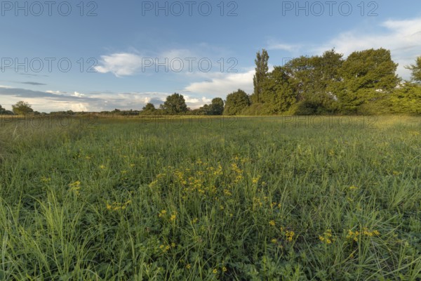 A serene meadow captures the beauty of nature in the early evening. Bright green grass and