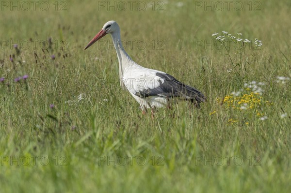A stork strides gracefully through a vibrant green meadow, searching for food among the wildflowers