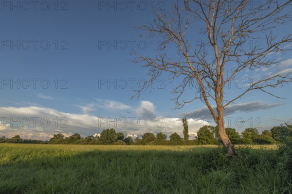 The golden hour illuminates a peaceful pasture with a bare tree and dense greenery. The sky is