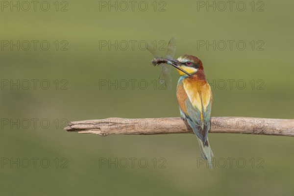 European bee-eater (Merops apiaster) with a flock in its beak on a branch in spring. Jechtingen,