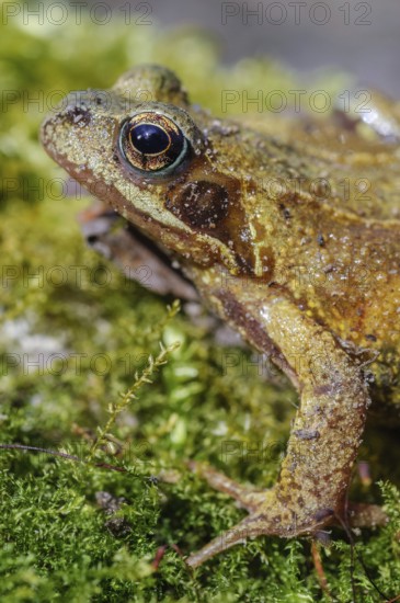 Grass Frog (Rana temporaria) sitting on a moss rockThe frog is brown and has a greenish tint. Lower