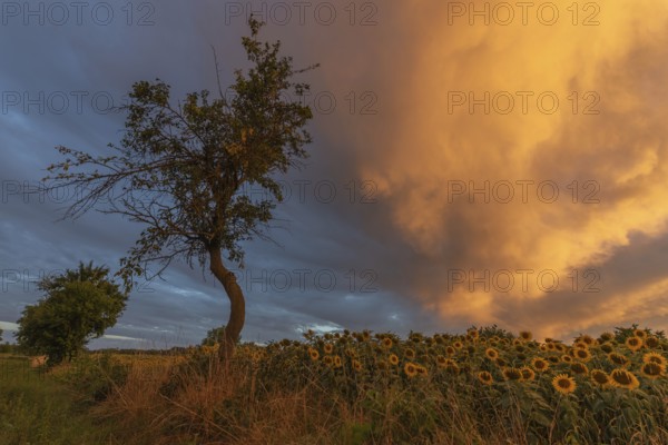 Sunflowers stretch across a peaceful field while a lone tree stands high above an awe-inspiring sky
