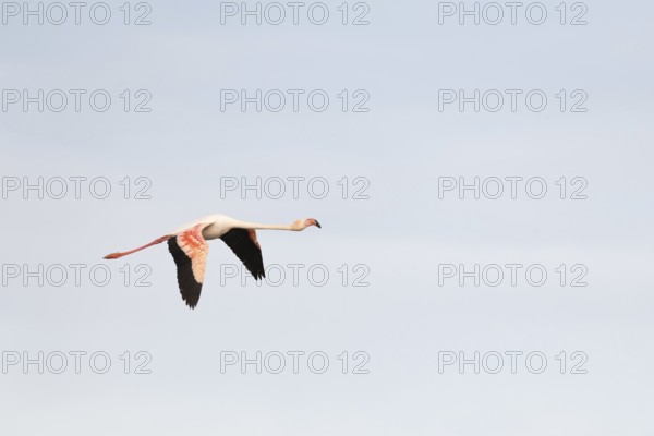 Flamingos glide gracefully through the sky over the wetland landscape of Saintes Maries de la Mer,