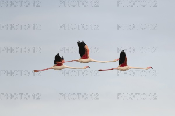 Flamingos glide gracefully through the sky above the wetland landscape of Saintes Maries de la Mer,