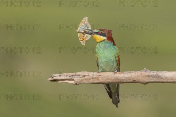 European bee-eater (Merops apiaster) with a butterfly in its beak on a branch in spring.