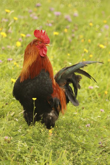 Domestic rooster in colourful flower meadow, free-range, organic farming, Lower Austria, Austria,