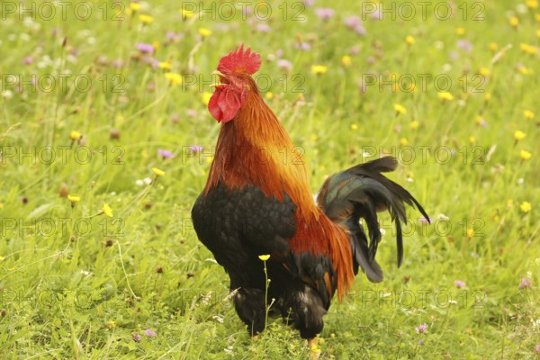 Domestic rooster crowing in colourful flower meadow, free-range, organic farming, Lower Austria,