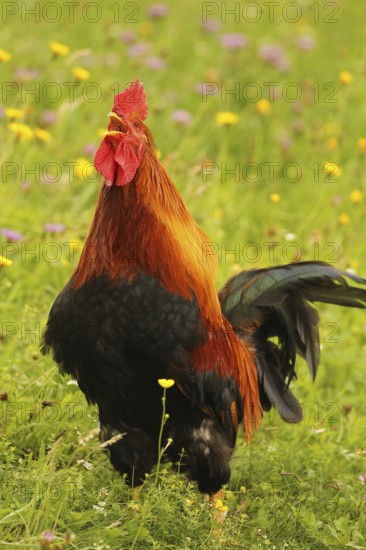 Domestic rooster crowing in colourful flower meadow, free-range, organic farming, Lower Austria,