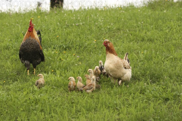 Domestic chicken, rooster and a few days old youngsters looking for food in a meadow, free-range,