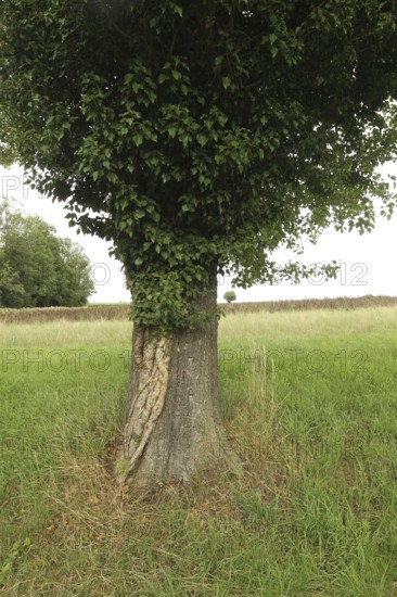 Ivy (Araliaceae) with arm-thick roots climbing up an old pear tree (Pyrus), Mostviertel, Lower