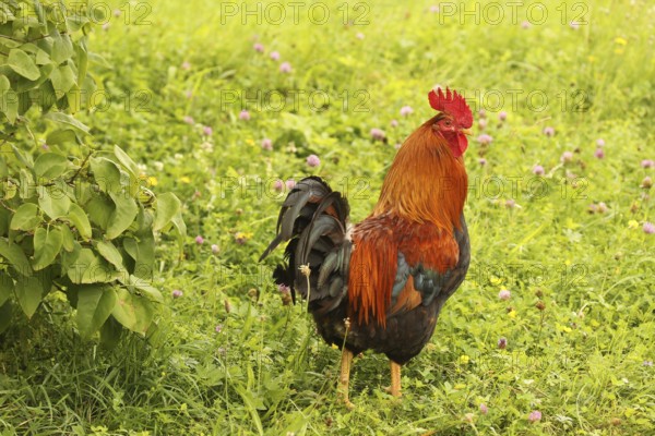 Domestic rooster in colourful flower meadow, free-range, organic farming, Lower Austria, Austria,