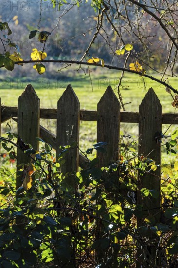 A wooden fence with pointed tops stands amidst vibrant green grass and foliage. The scene reflects