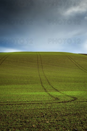 A green field of wheat sprouts stretches towards the horizon, showing subtle tire tracks leading up