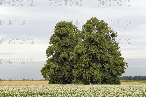 Deciduous trees, lime tree (Tilia) in a field with potato plants (Solanum tuberosum) at flowering
