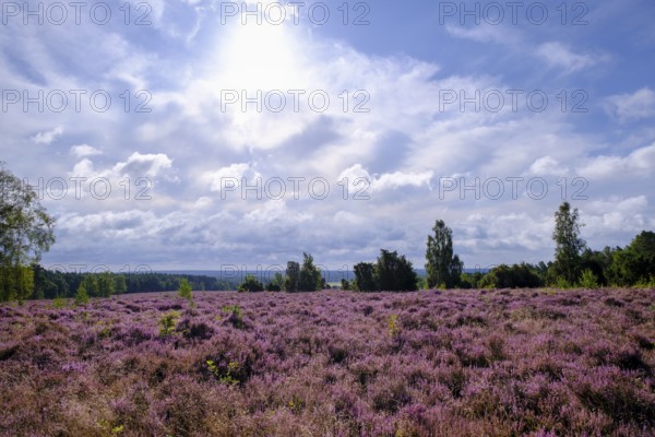 Heath on Wietzer Berg, broom heather blossom, Südheide, Lüneburg Heath, near Faßberg, Lower Saxony,