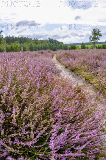 Ellerndorfer Heide, broom heather blossom, Südheide, Lüneburg Heath, near Eimke, Lower Saxony,